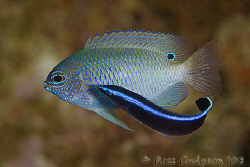 Even little fish get dirty.  A damsel fish getting a good... by Ross Gudgeon 